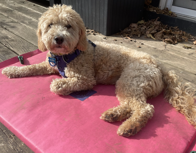 Jack's Plastics Welding Pooch Pad - Dog Bed